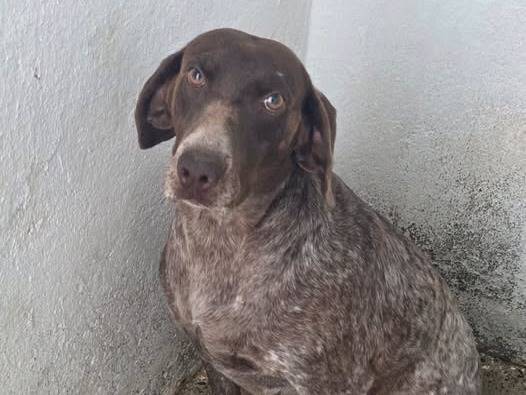 Adozione cane, femmina, Bracco Razza sconosciuta, 5 anni e 1 mese, taglia media, Crotone