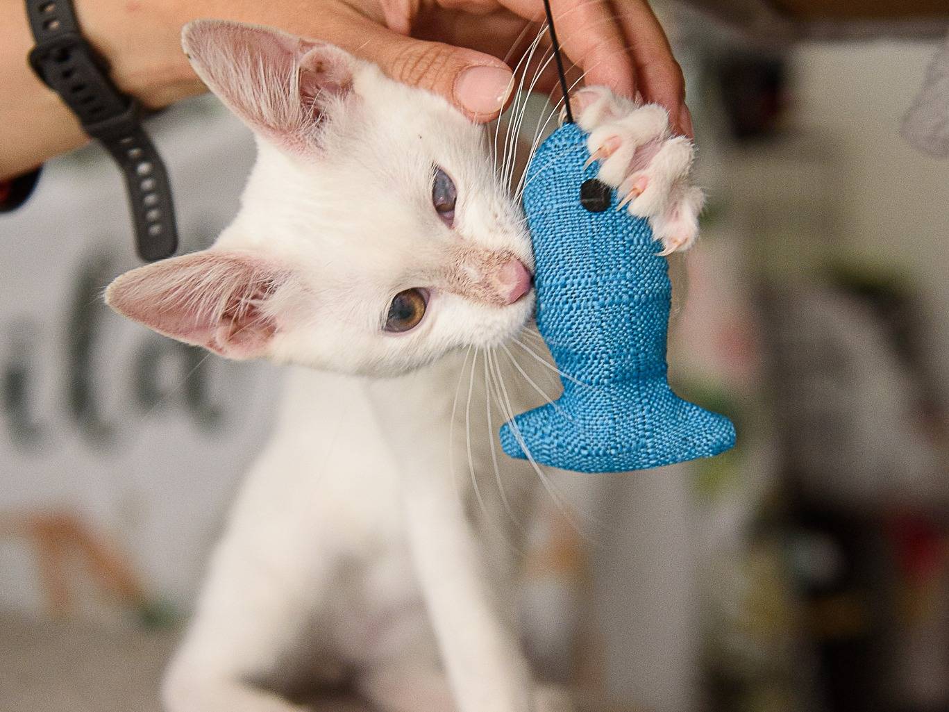 Adotta un gatto, taglia non valida, maschio, Genova