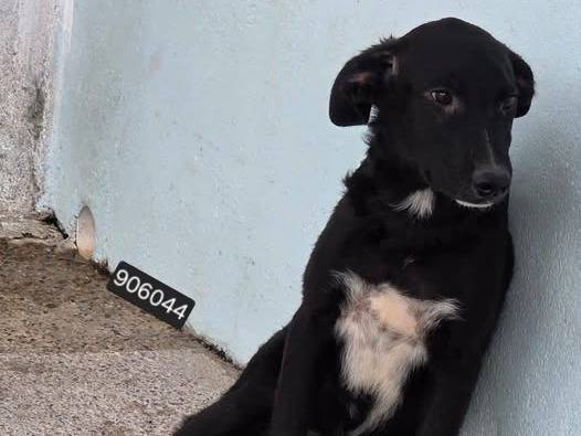 Adozione cane, maschio, Razza sconosciuta Razza sconosciuta, 6 mesi, taglia media contenuta, Crotone