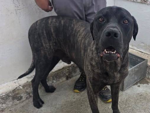 Adozione cane, maschio, Corso Razza sconosciuta, 7 anni e 1 mese, taglia gigante, Crotone