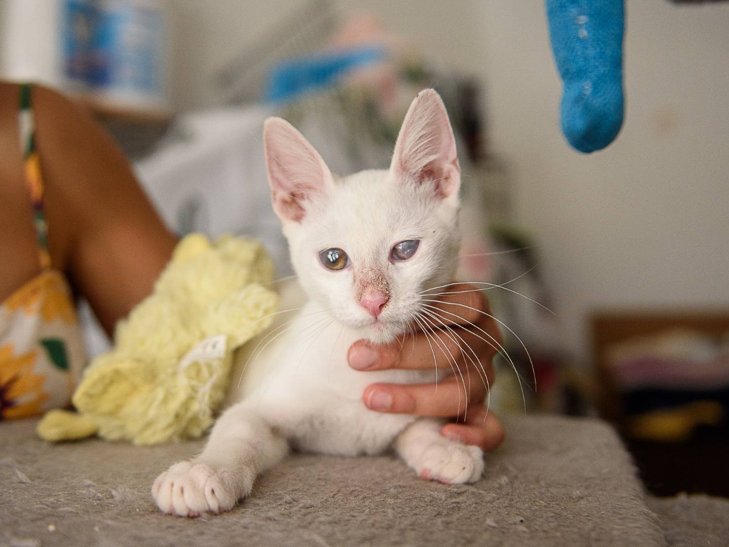 Adotta il gatto Snow a Genova