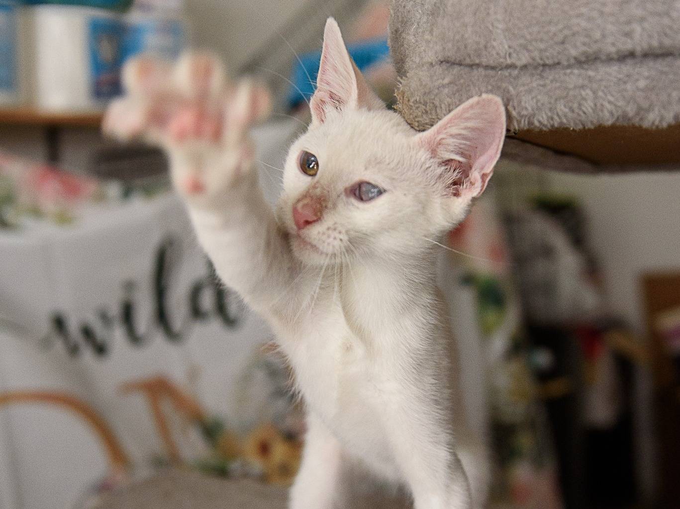Adozione gatto, maschio, Razza sconosciuta Razza sconosciuta, 3 mesi, taglia non valida, Genova