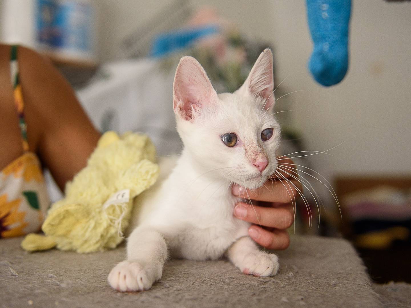Adotta un gatto, maschio, 3 mesi, Genova