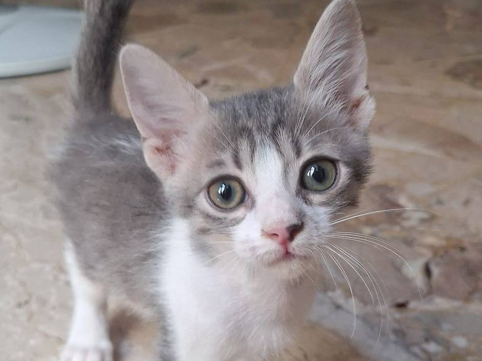 Adotta un gatto, taglia non valida, femmina, Savona