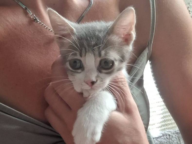 Adotta un gatto, femmina, 2 mesi, Savona