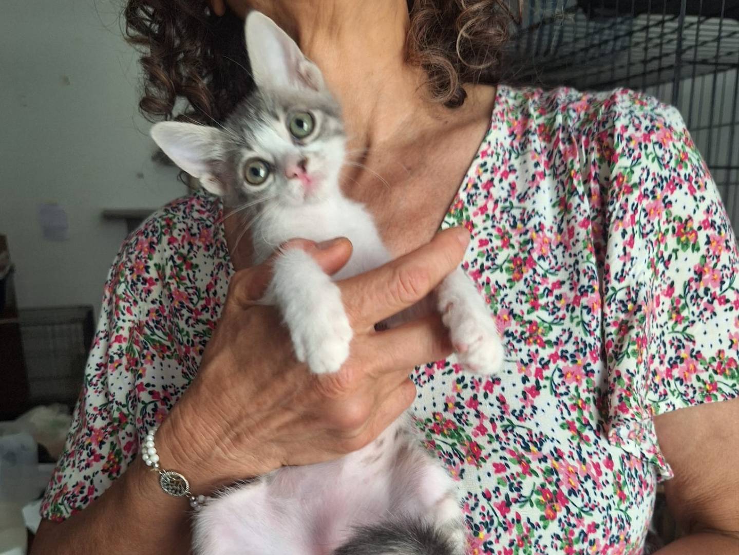 Adozione gatto, femmina, Razza sconosciuta Razza sconosciuta, 2 mesi, taglia non valida, Savona