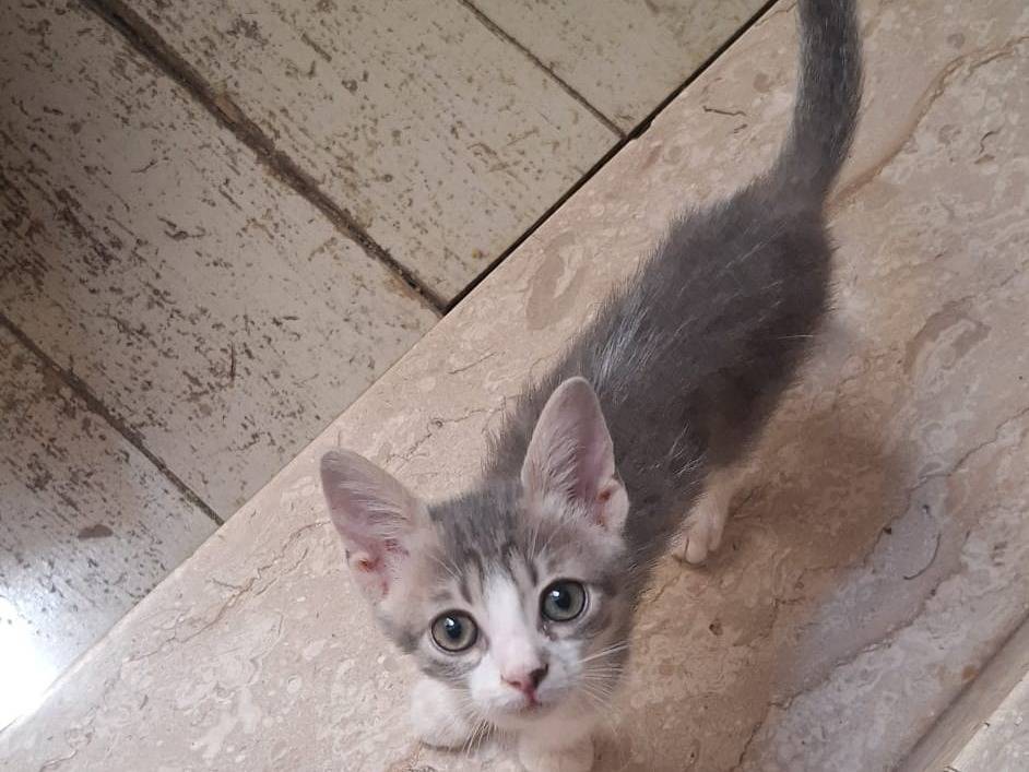 Vuoi adottare un gatto a Savona?