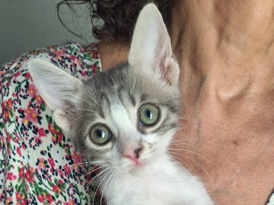 Adotta il gatto Gelsomina a Savona