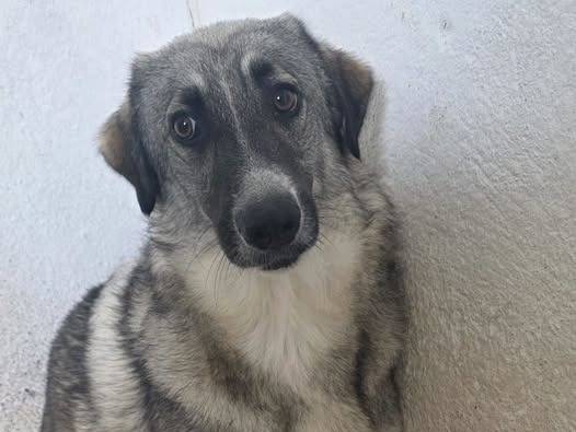 Adozione cane, femmina, Razza sconosciuta Razza sconosciuta, 1 anno e 6 mesi, taglia grande, Crotone