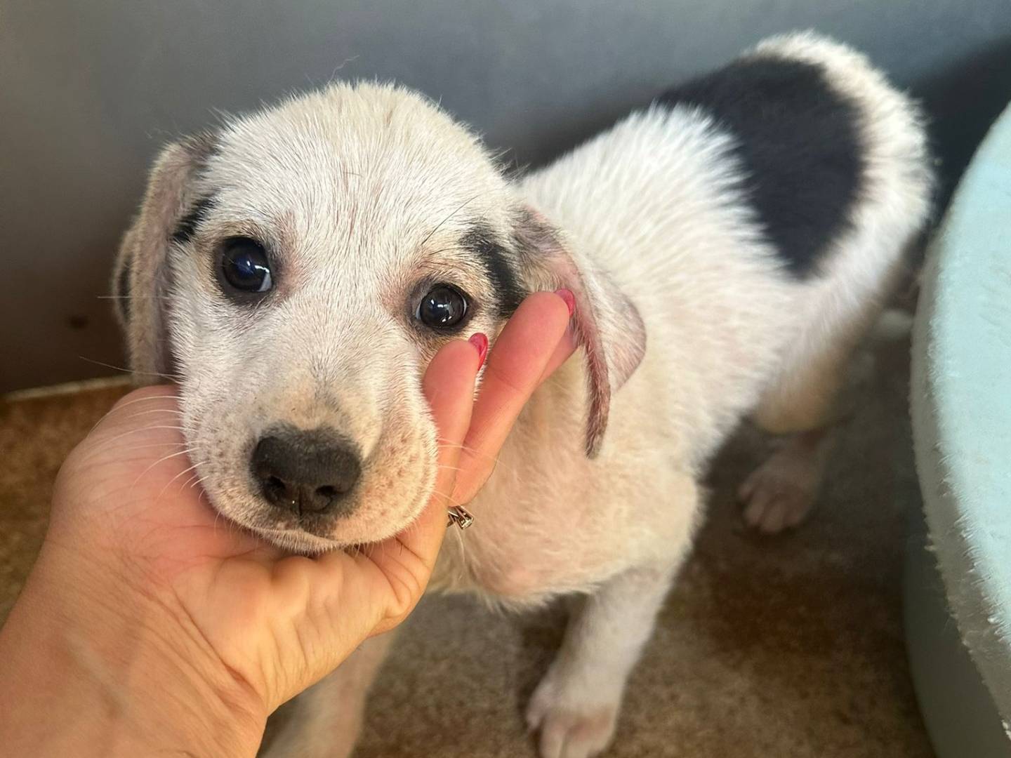 Adozione cane, femmina, Razza sconosciuta Razza sconosciuta, 3 mesi, taglia media, Avellino