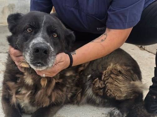 Adozione cane, femmina, Razza sconosciuta Razza sconosciuta, 11 anni e 1 mese, taglia media, Crotone