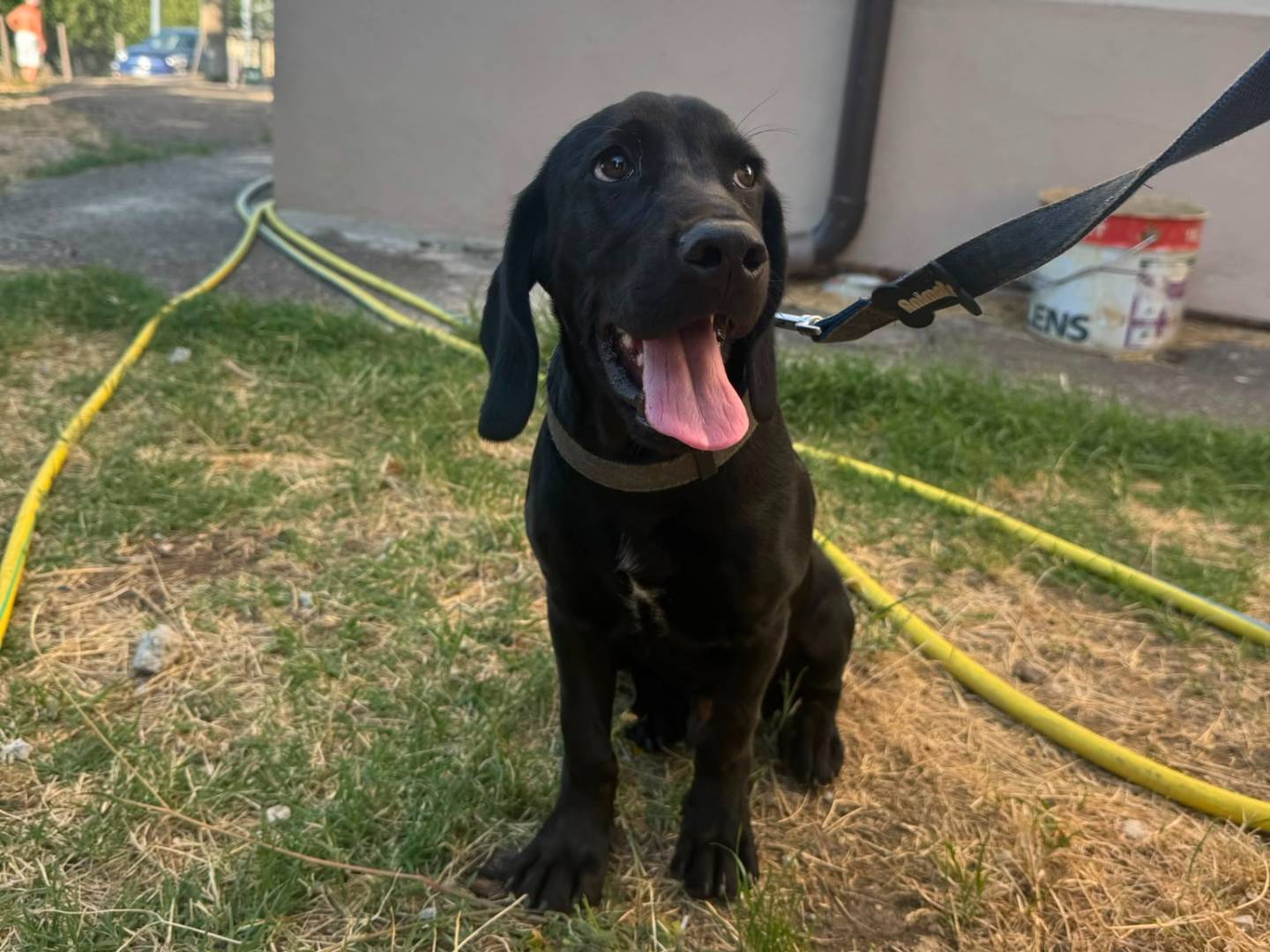 Adozione cane, maschio, Cocker Spaniel Labrador Retriever, 6 mesi, taglia media, Avellino
