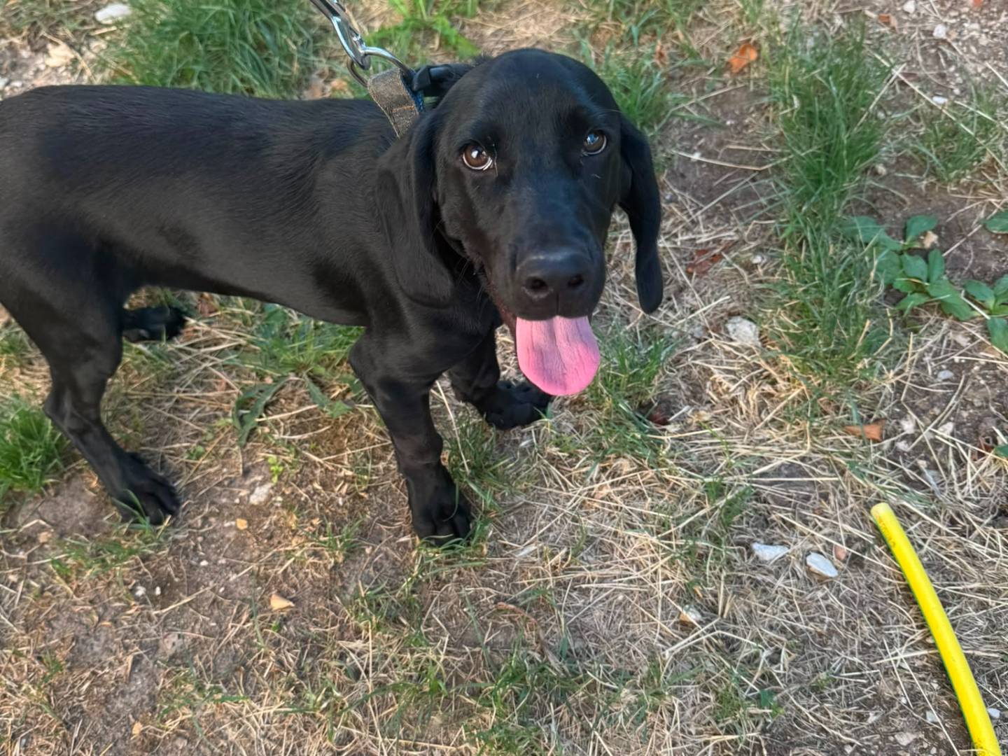Adotta un cane, maschio, 6 mesi, Avellino
