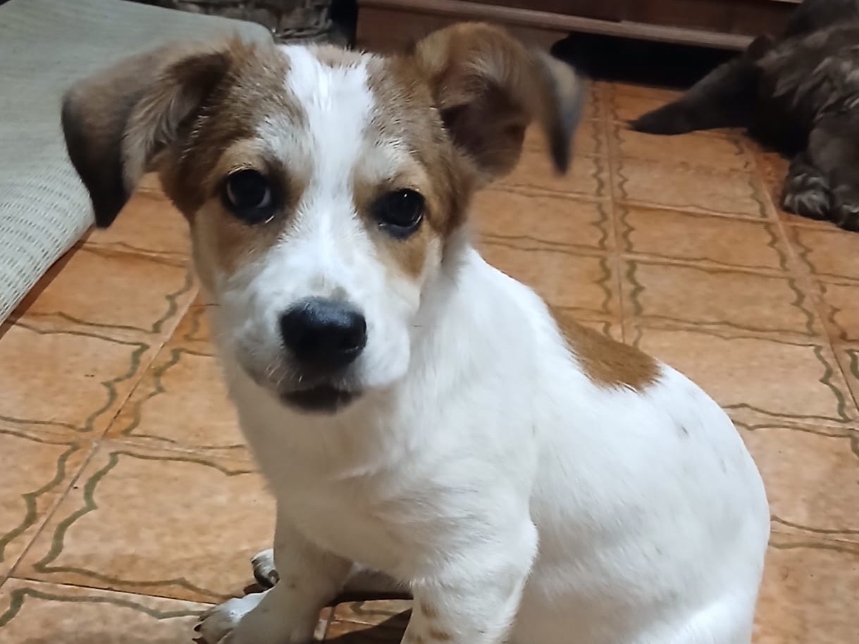Adozione cane, femmina, Razza sconosciuta Razza sconosciuta, 3 mesi, taglia media, Genova