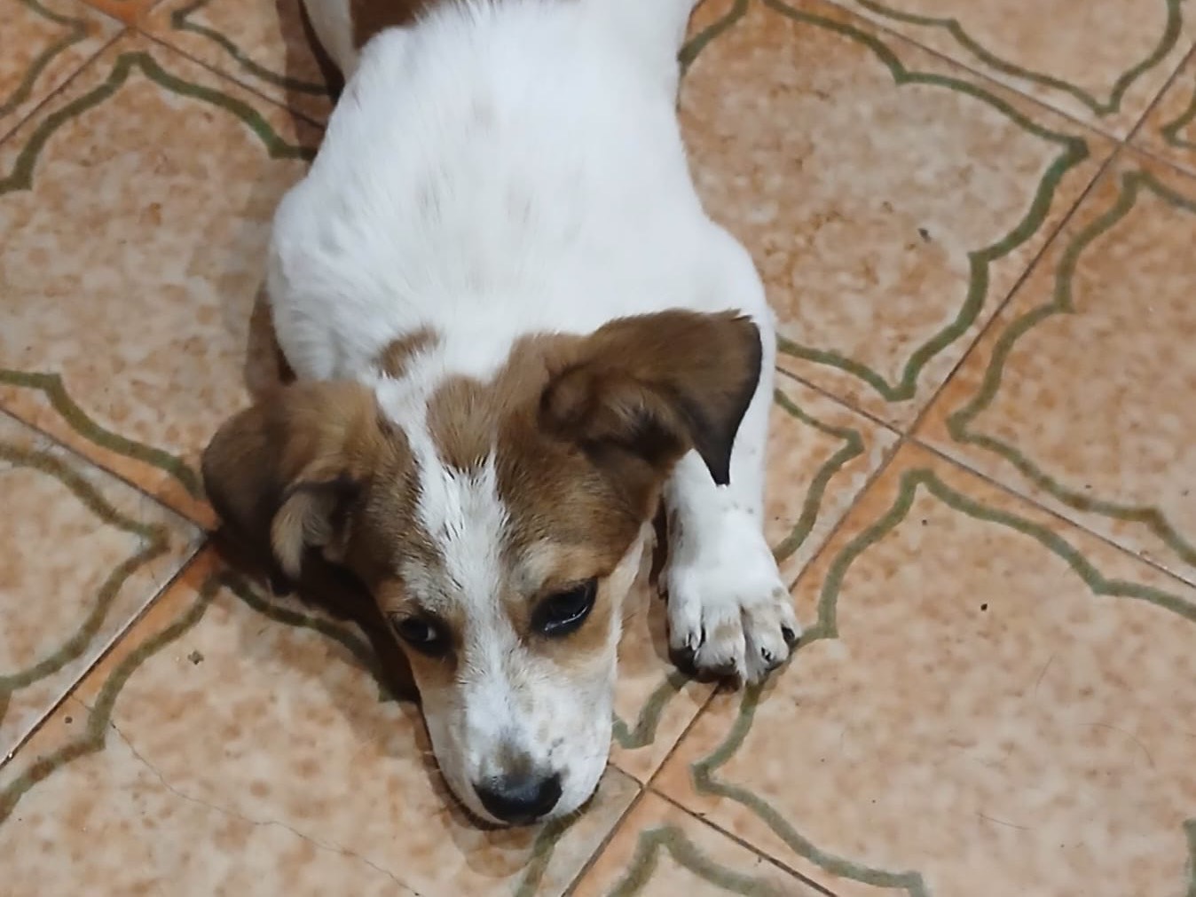 Adotta un cane, femmina, 3 mesi, Genova