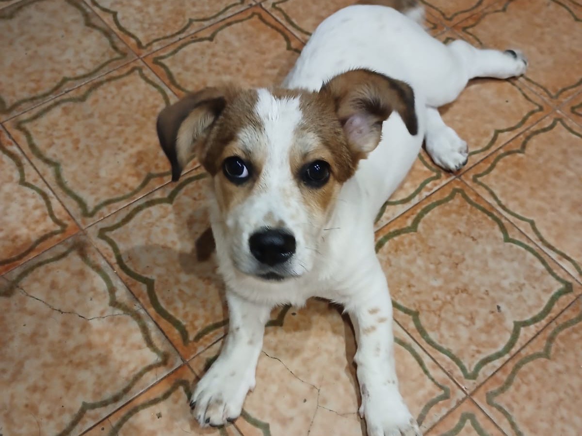 Vuoi adottare un cane a Genova?