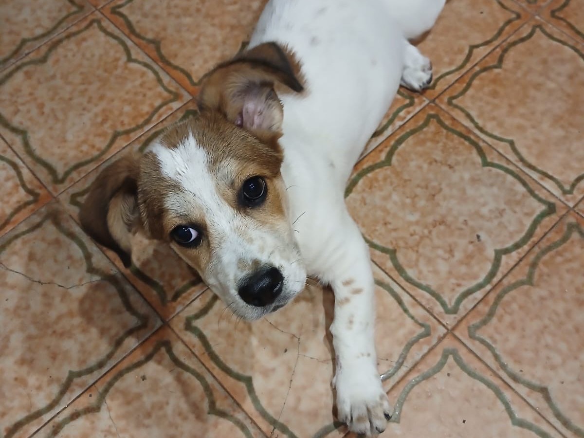 Adotta il cane Masha a Genova