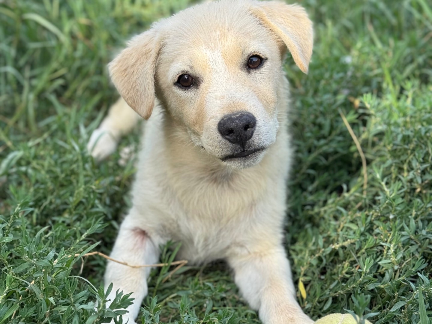 Adozione cane, maschio, Razza sconosciuta Razza sconosciuta, 3 mesi, taglia piccola, Catanzaro