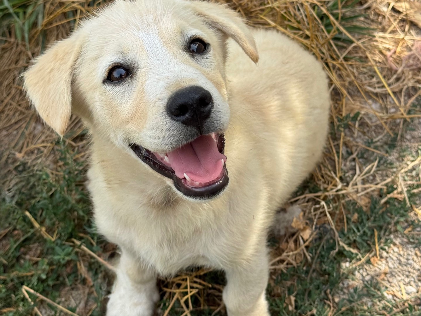 Adotta un cane, maschio, 3 mesi, Catanzaro