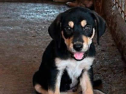 Adozione cane, maschio, Razza sconosciuta Razza sconosciuta, 1 mese, taglia media, Crotone