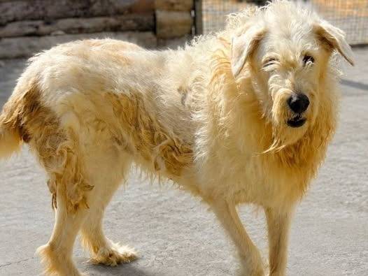 Adozione cane, femmina, Razza sconosciuta Razza sconosciuta, 8 anni e 1 mese, taglia media, Crotone