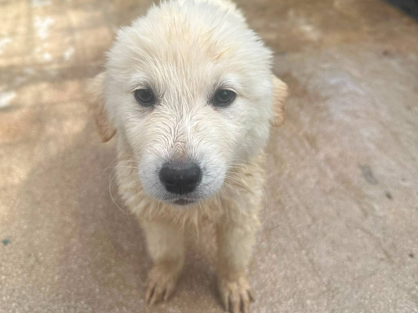 Adozione cane, femmina, Razza sconosciuta Razza sconosciuta, 2 mesi, taglia media, Avellino