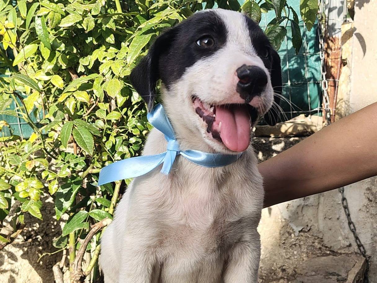 Adozione cane, maschio, Razza sconosciuta Razza sconosciuta, 2 mesi, taglia media, Alessandria