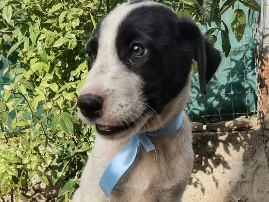 Adotta un cane, maschio, 2 mesi, Alessandria