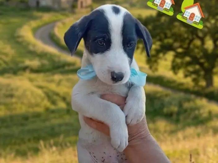 Adotta un cane, taglia media, maschio, Alessandria