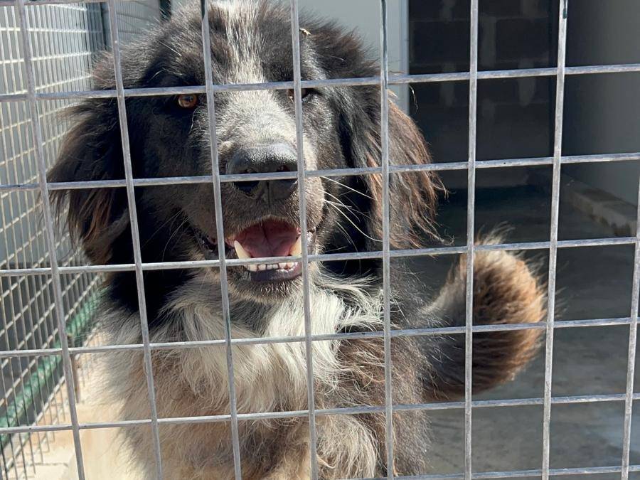 Adozione cane, maschio, Razza sconosciuta Razza sconosciuta, 2 anni e 1 mese, taglia grande, Bari