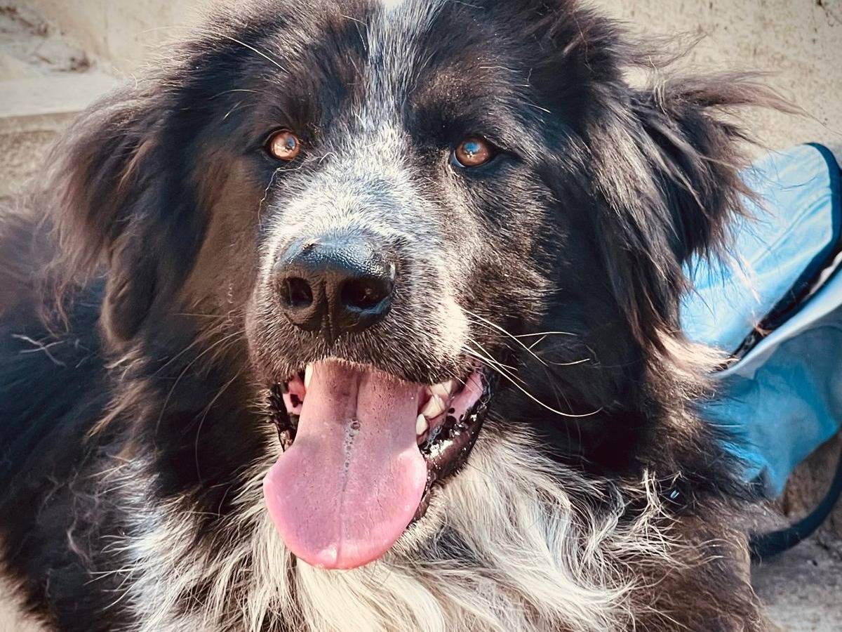 Adotta un cane, maschio, 2 anni e 1 mese, Bari