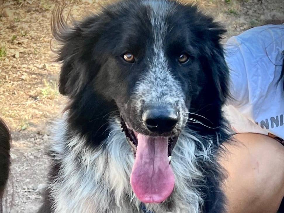 Adotta un cane, taglia grande, maschio, Bari