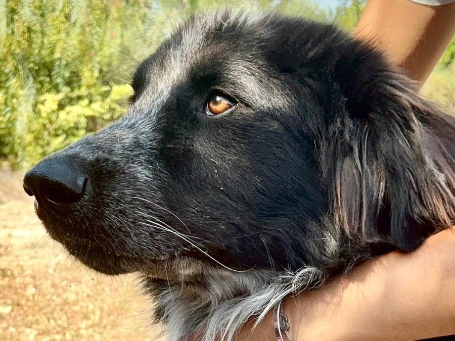 Vuoi adottare un cane a Bari?
