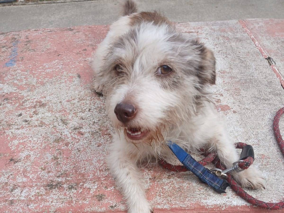 Adozione cane, femmina, Jack Russell Terrier Razza sconosciuta, 1 anno e 1 mese, taglia piccola, Udine