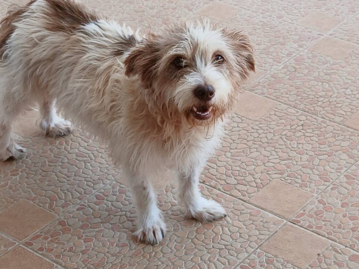 Adotta un cane, taglia piccola, femmina, Udine