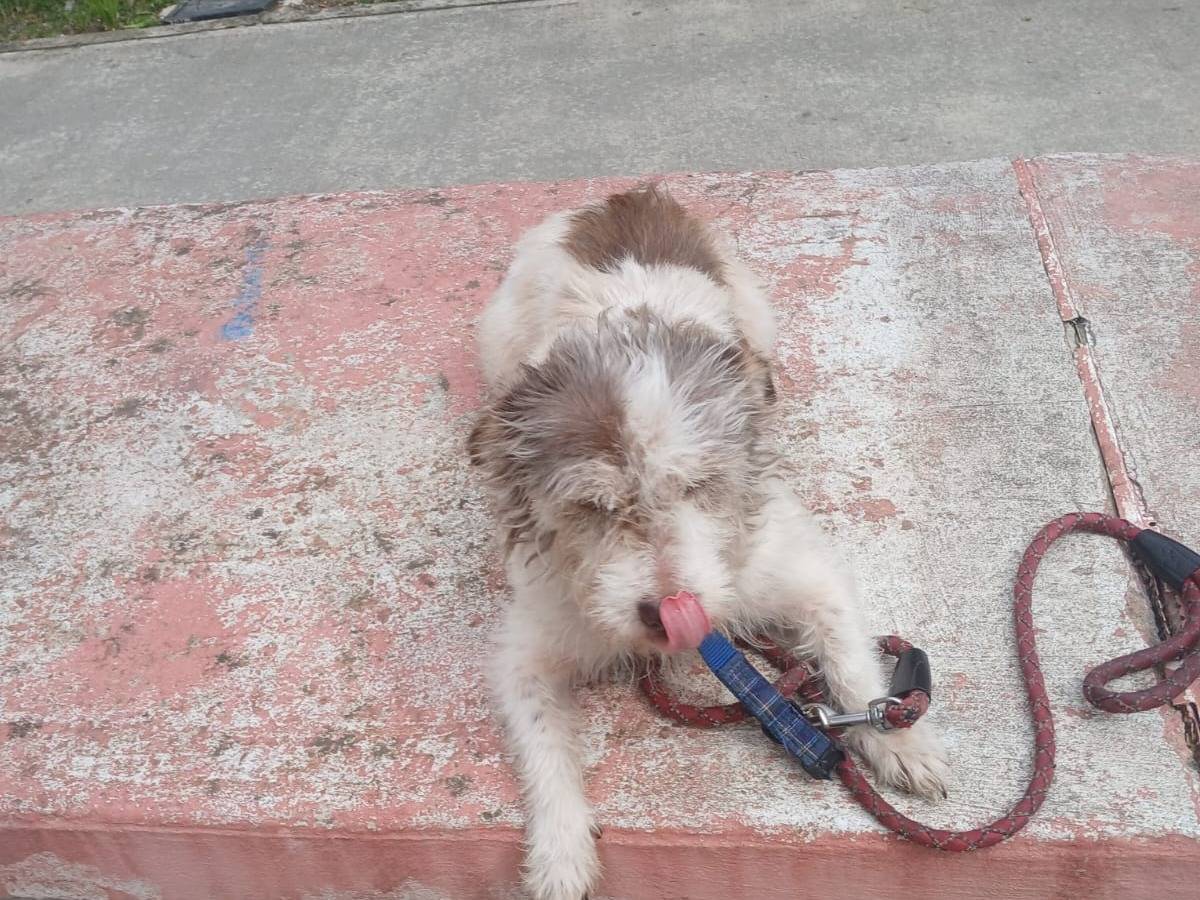 Vuoi adottare un cane a Udine?
