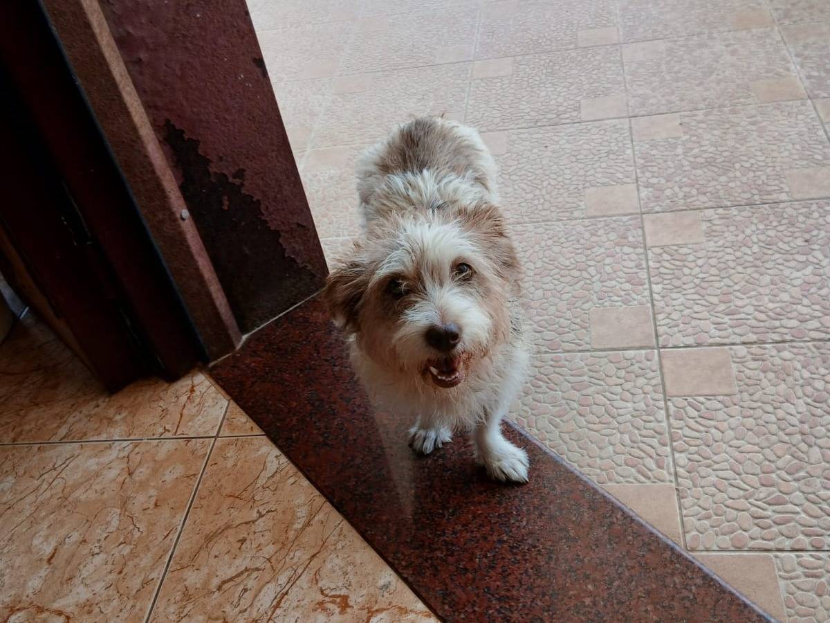 Adotta il cane Rebel a Udine