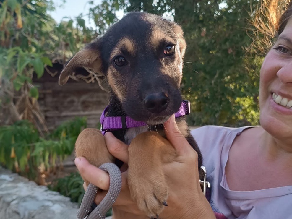 Adozione cane, femmina, Razza sconosciuta Razza sconosciuta, 2 mesi, taglia media, Vibo