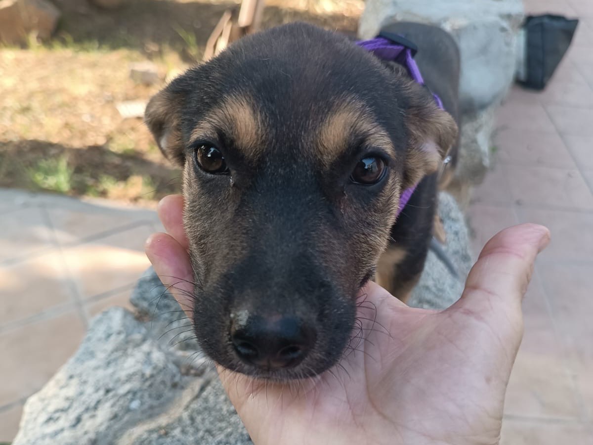 Adotta un cane, femmina, 2 mesi, Vibo