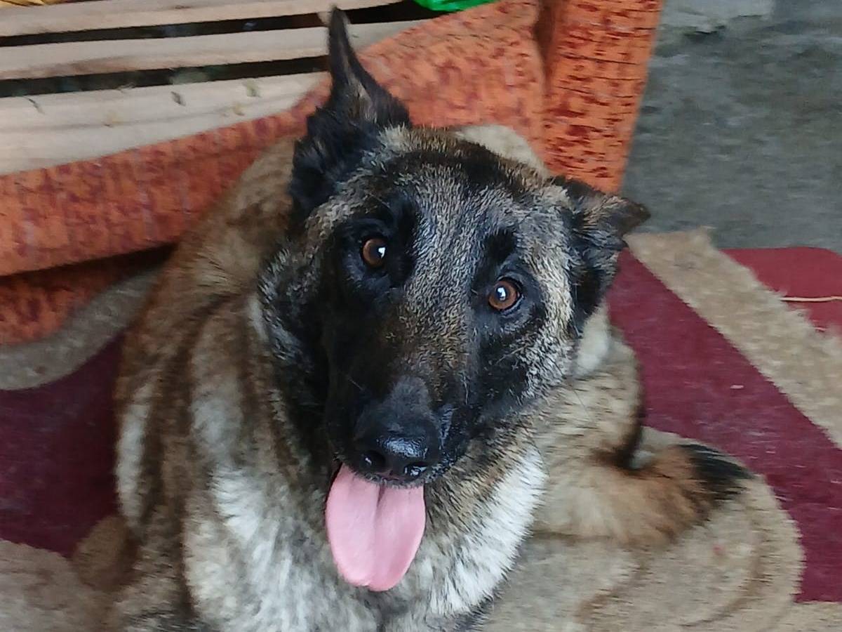 Adozione cane, femmina, Pastore Belga Malinois Razza sconosciuta, 2 anni, taglia media, Ancona