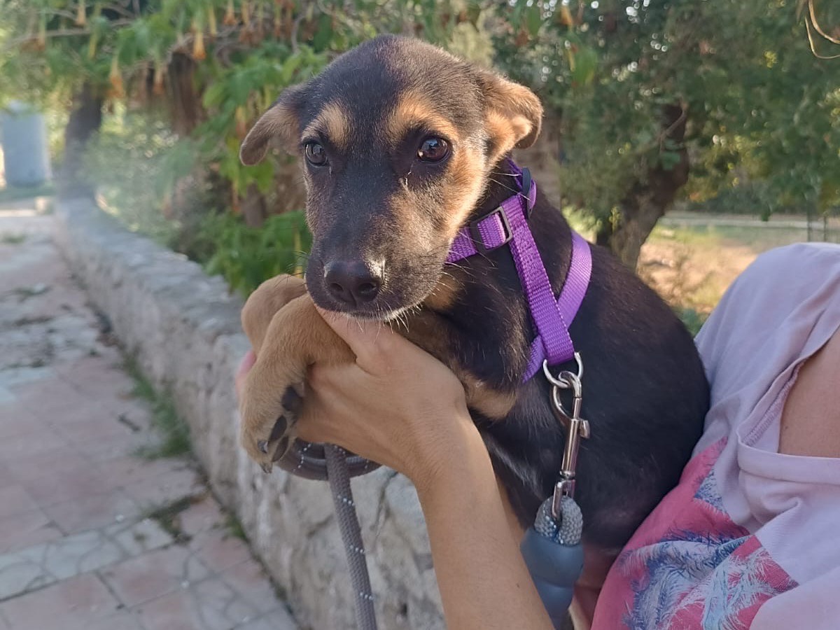 Adotta un cane, taglia media, femmina, Vibo