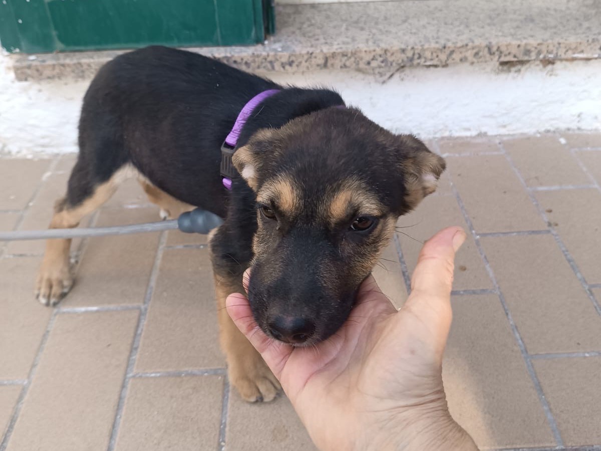 Vuoi adottare un cane a Vibo?