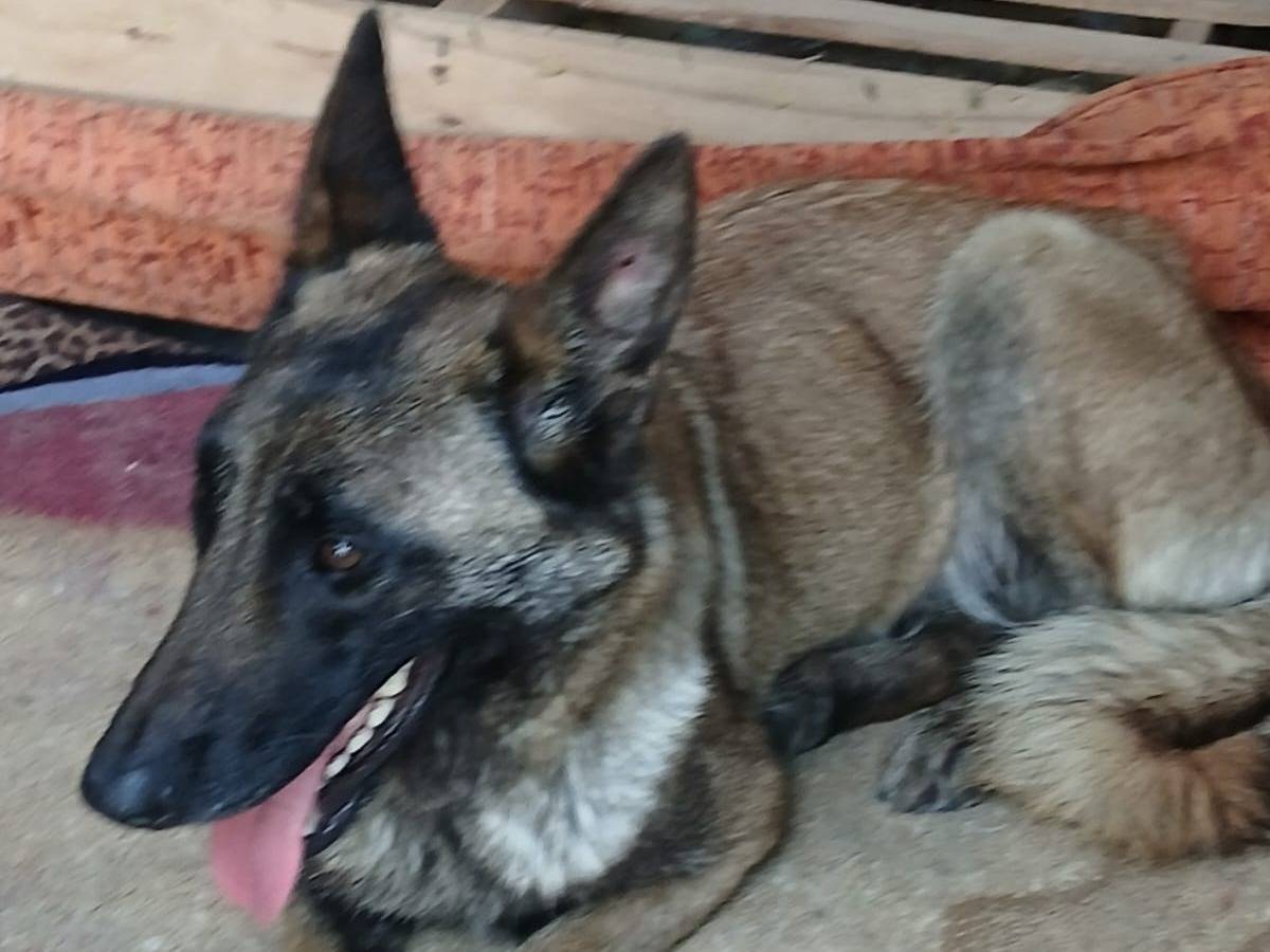 Adotta un cane, femmina, 2 anni, Ancona