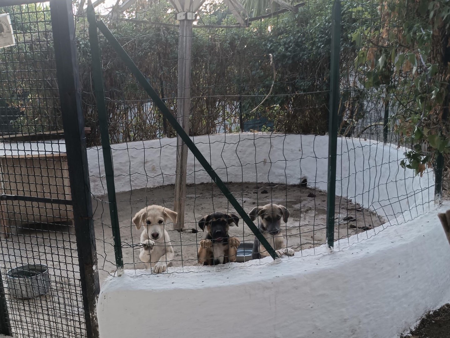 Adotta il cane GREY a Vibo