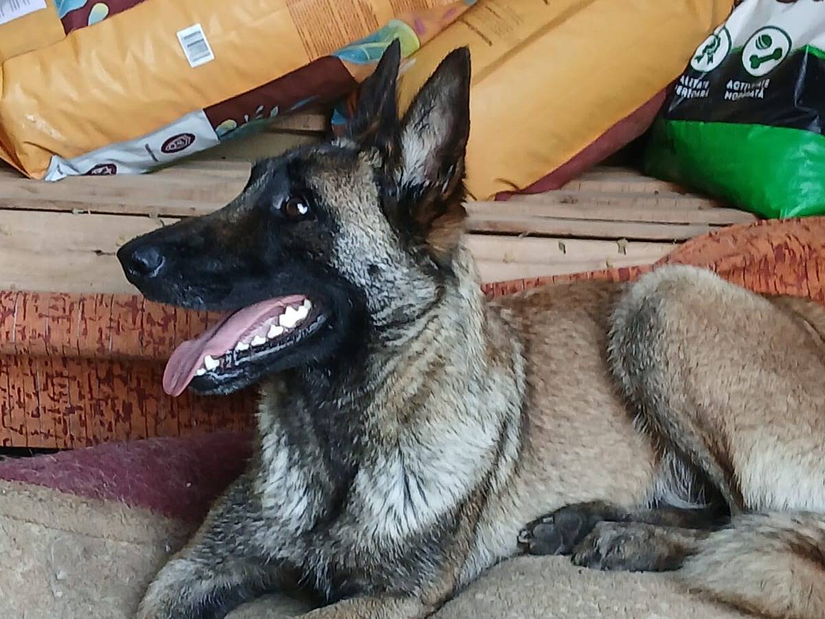 Adotta un cane, taglia media, femmina, Ancona