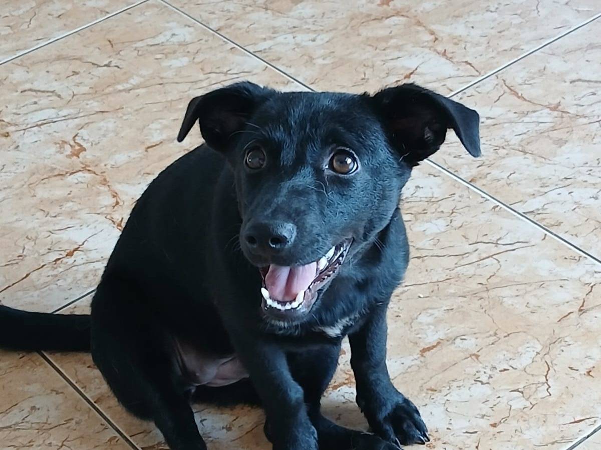 Adotta un cane, femmina, 4 mesi, Ancona