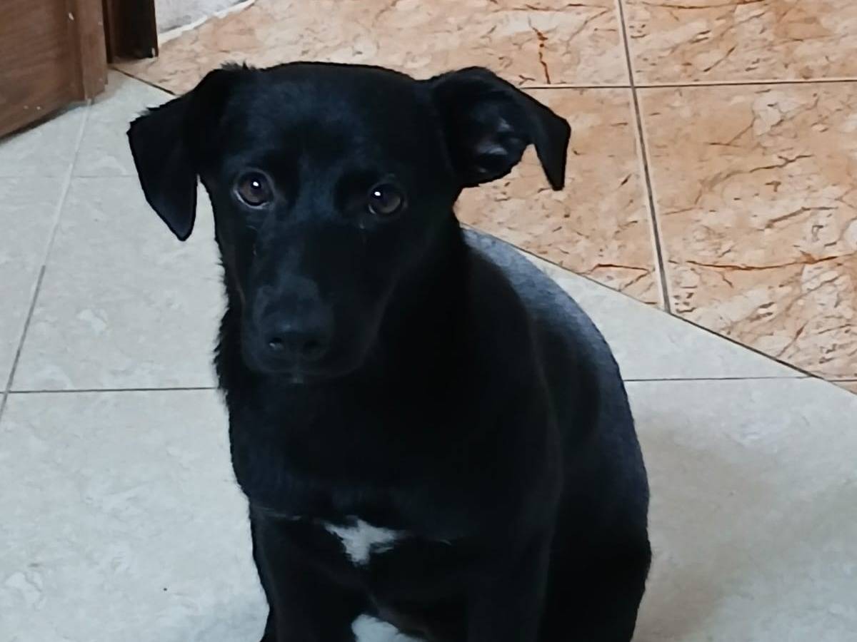 Adotta un cane, taglia piccola, femmina, Ancona