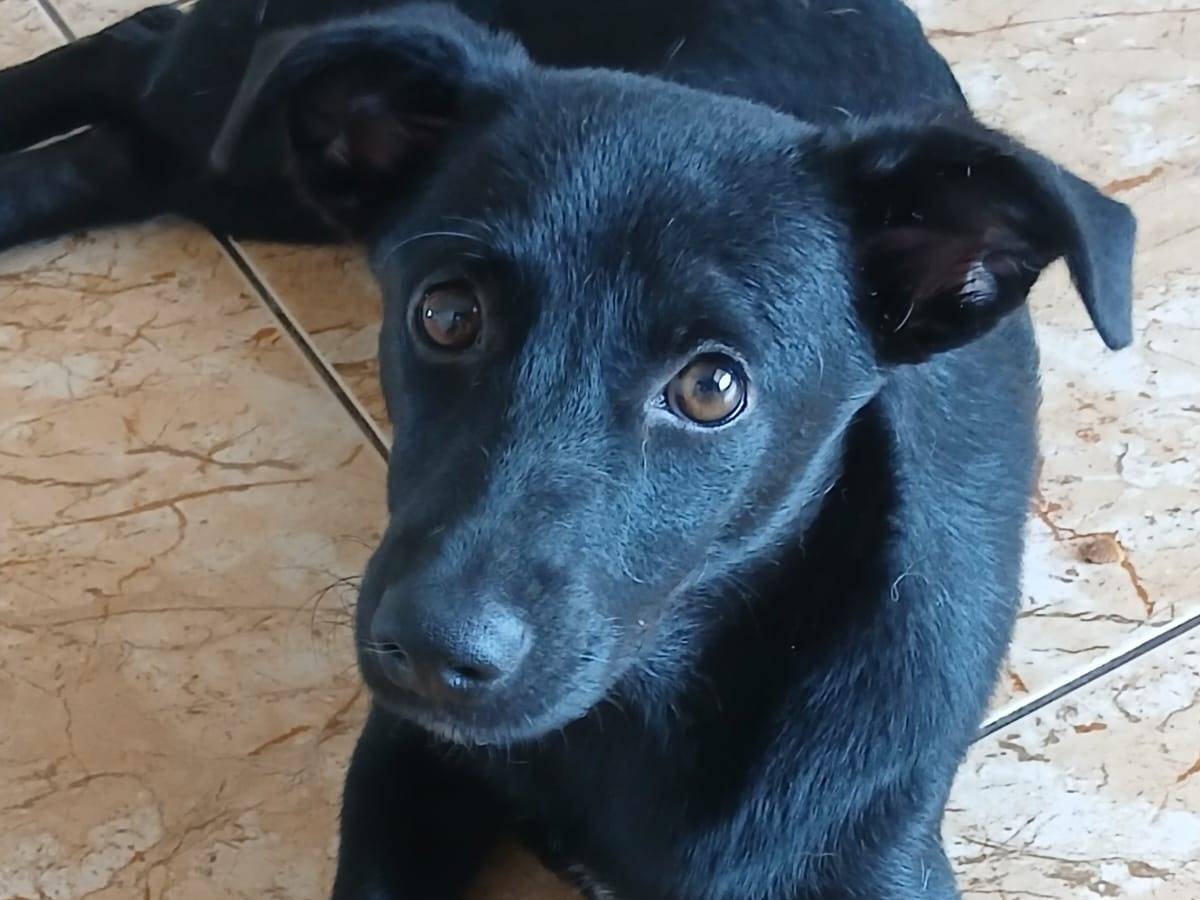 Adozione cane, femmina, Razza sconosciuta Razza sconosciuta, 4 mesi, taglia piccola, Ancona