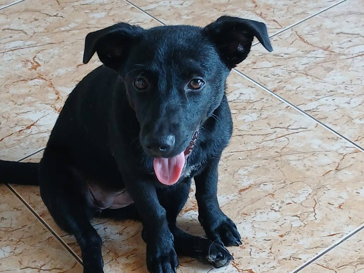 Adotta il cane Liquirizia a Ancona