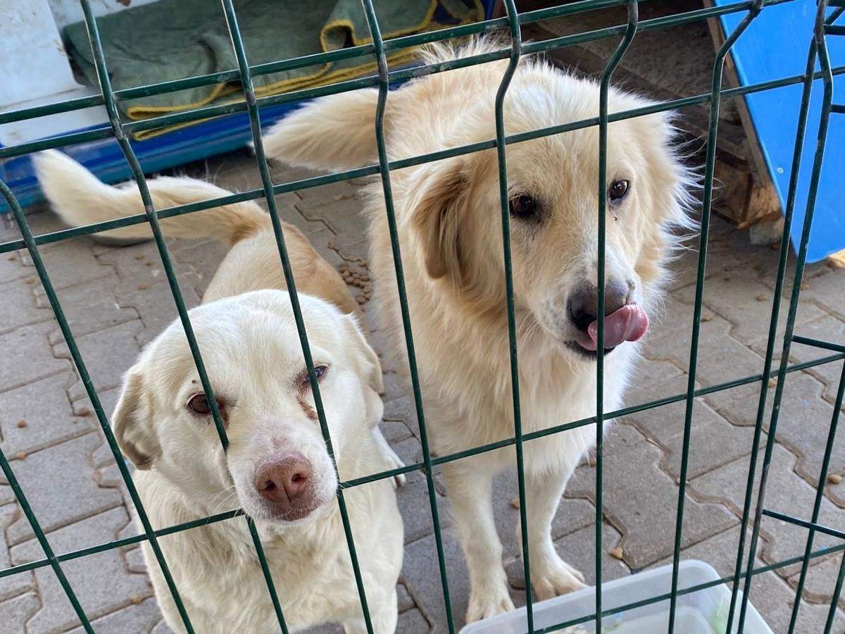 Adozione cane, femmina, Razza sconosciuta Razza sconosciuta, 2 anni, taglia media contenuta, Ancona